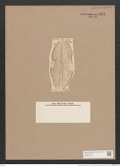 Navicula lunyacsekii Pant. (de-Toni-Nr.: Genus 1, Species 363) Zeichnungen Sammlung Grunow Nr. 812 (NHMW-BOT-W0367237)